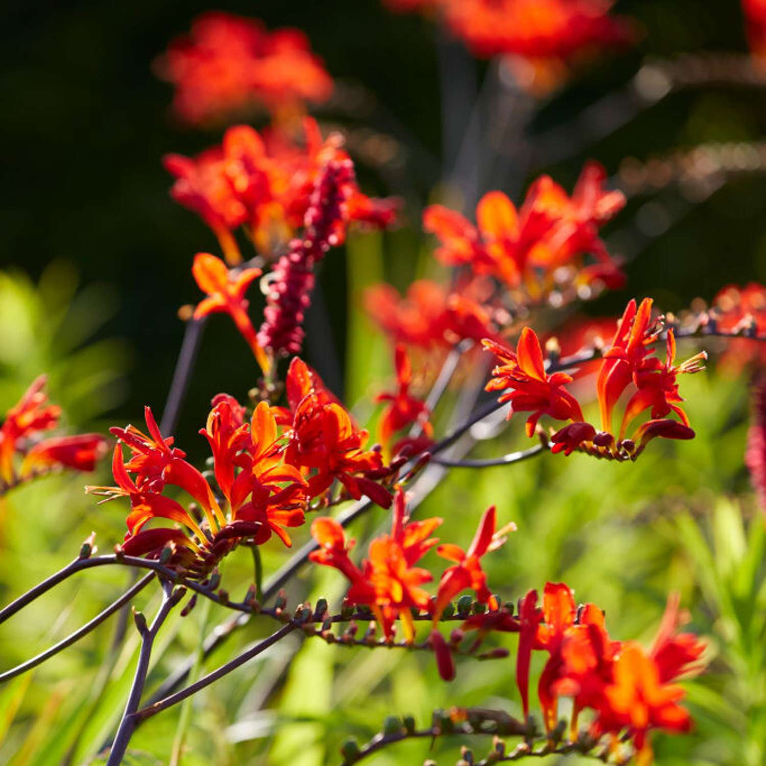 Ruostekukka 'Lucifer' (Crocosmia)